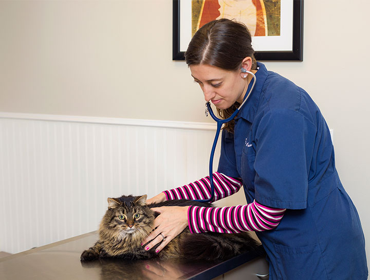 Cat veterinary